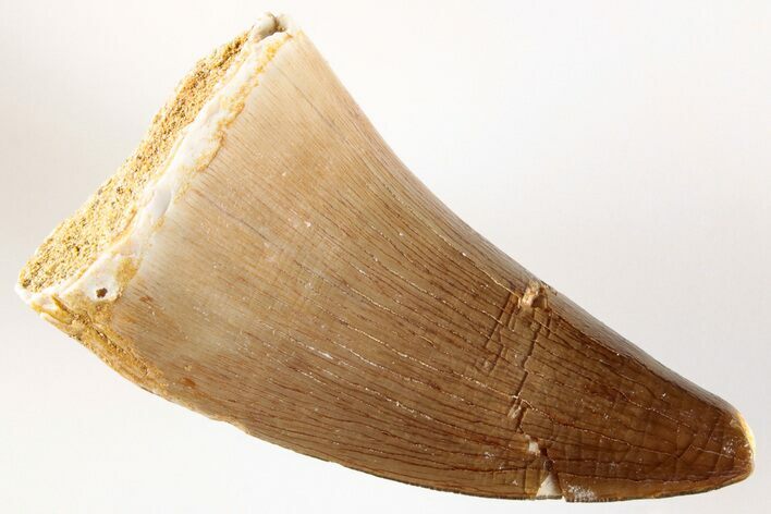 1.5" Fossil Mosasaur (Prognathodon) Tooth - Morocco